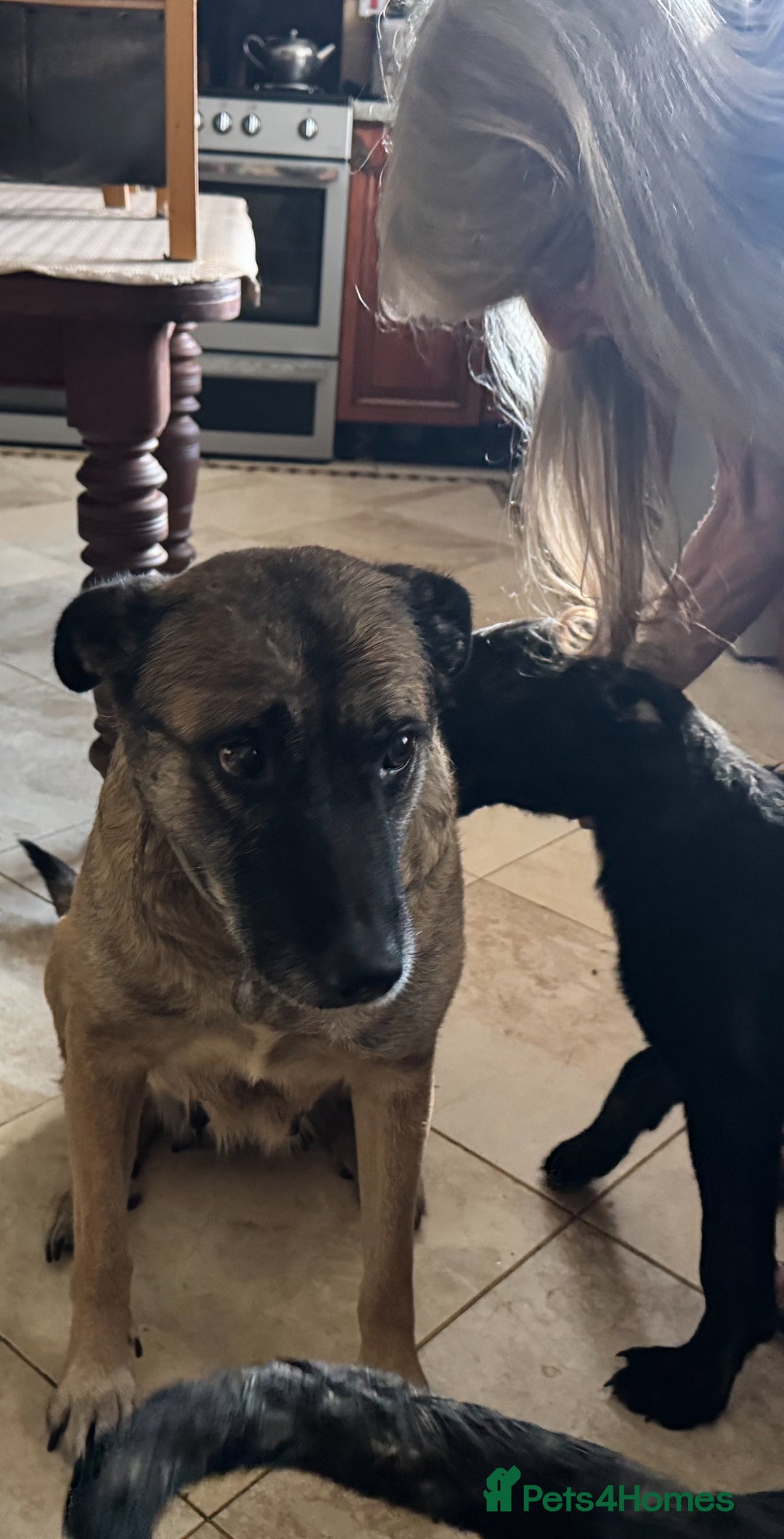 Mixed Breed dogs for sale: Belgian Malinois X Caucasian Shepherd  - Image 10