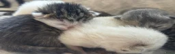 Mixed Breed cats for sale: Beautiful litter of kittens  - Advert 7