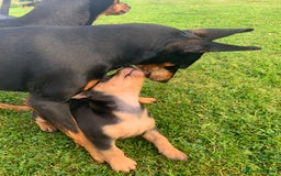 Mixed Breed dogs for sale: miniature pincher / mini jack  - Image 22