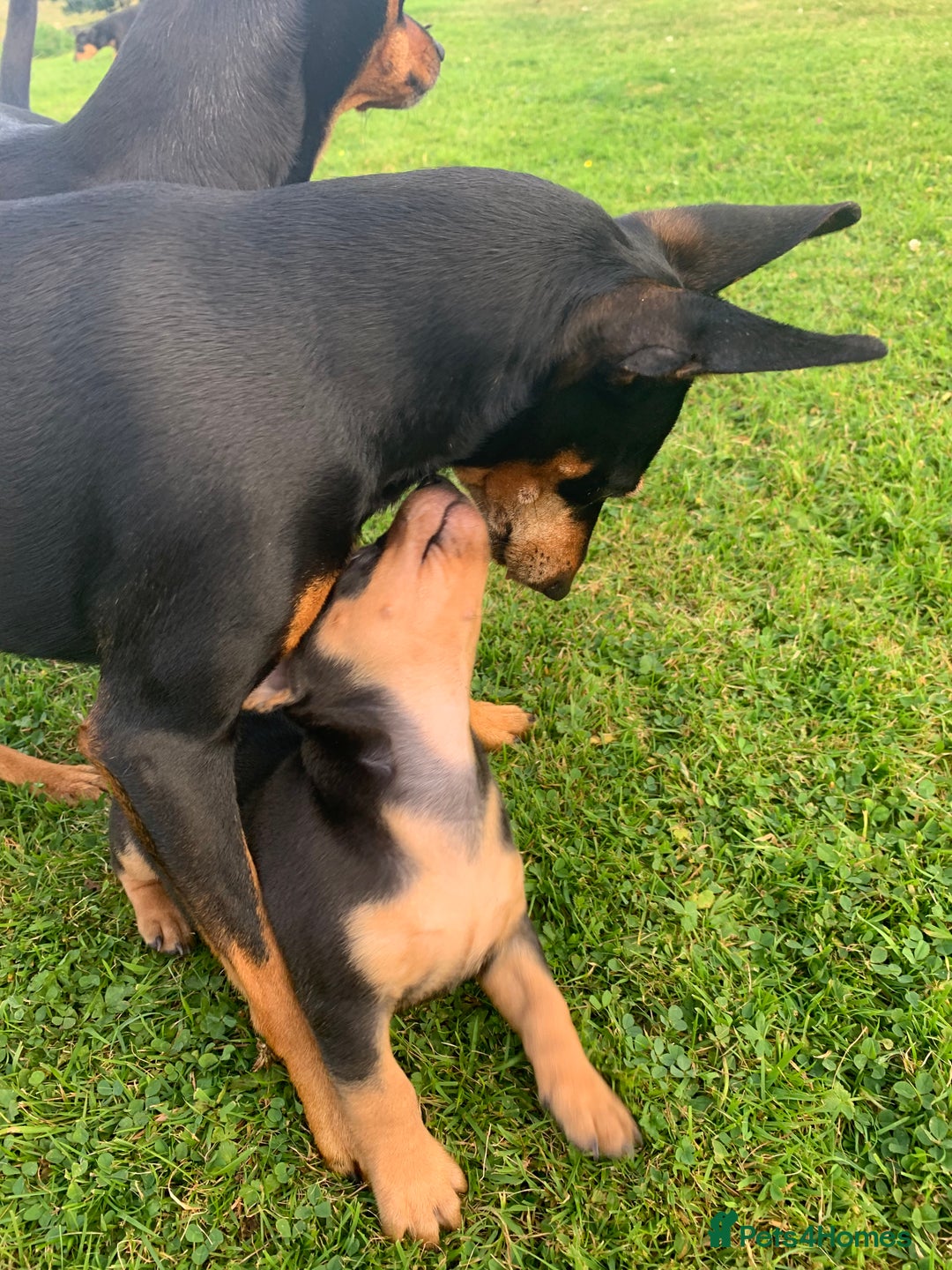 Mixed Breed dogs for sale: miniature pincher / mini jack  - Image 22