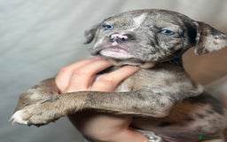 Olde English Bulldogge dogs for sale: 8 week old Olde English Bulldogges  - Advert 11