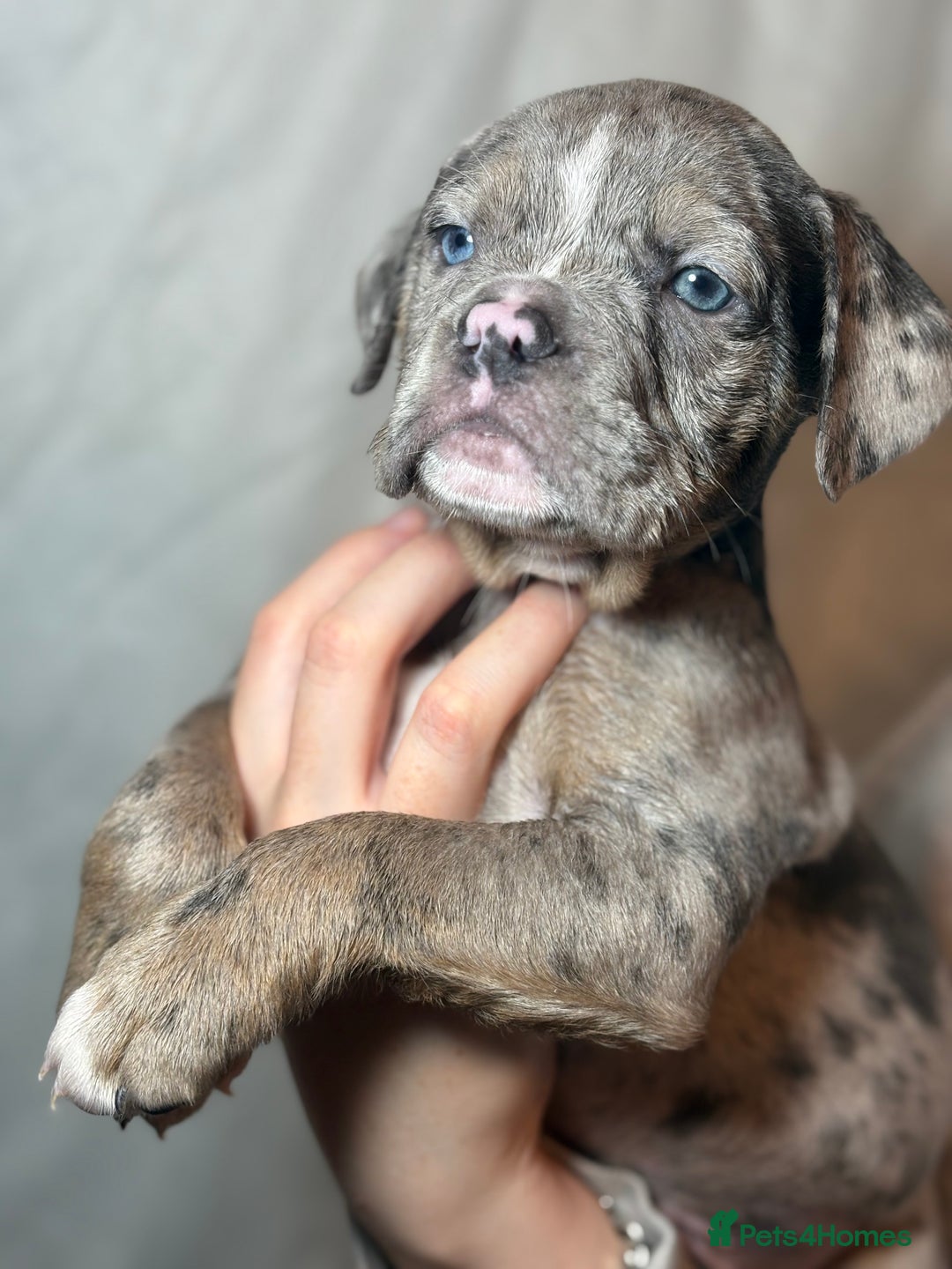 Olde English Bulldogge dogs for sale: 8 week old Olde English Bulldogges  - Advert 11