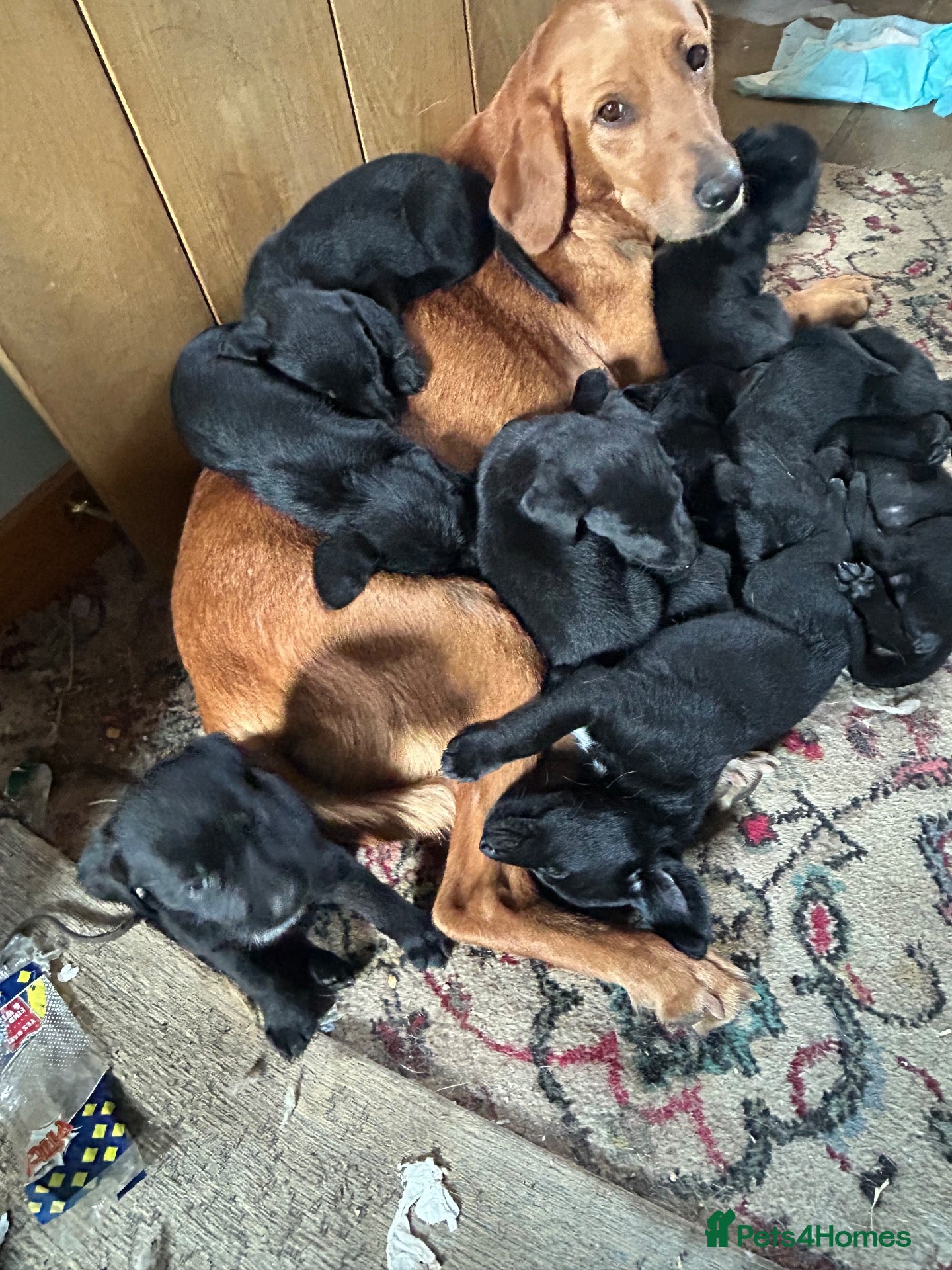 Mixed Breed dogs Pointe x labs - Advert 1