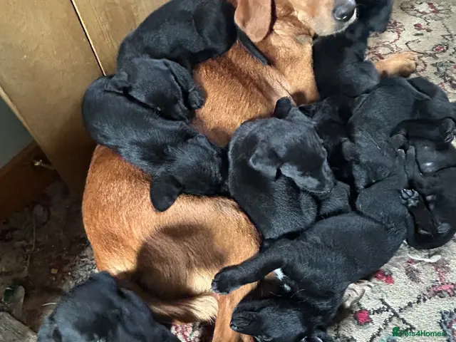 Mixed Breed dogs for sale: Pointe x labs - Advert 1