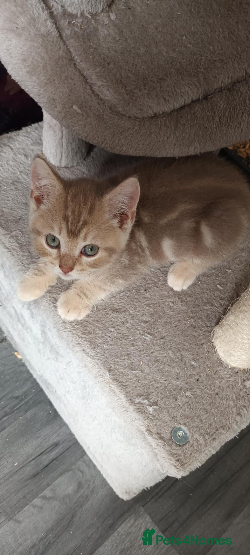 British Shorthair cats British short hair lilac/cinamin tabbys - Advert 2