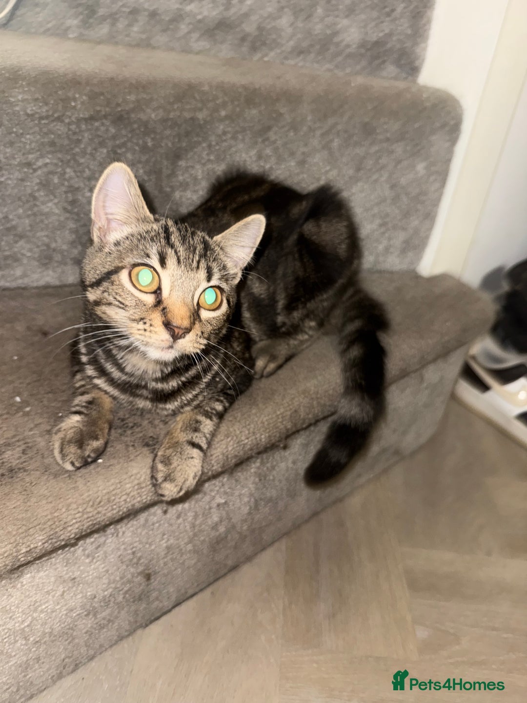 Mixed Breed cats for sale: Tabby male kitten 5 months old  - Advert 6