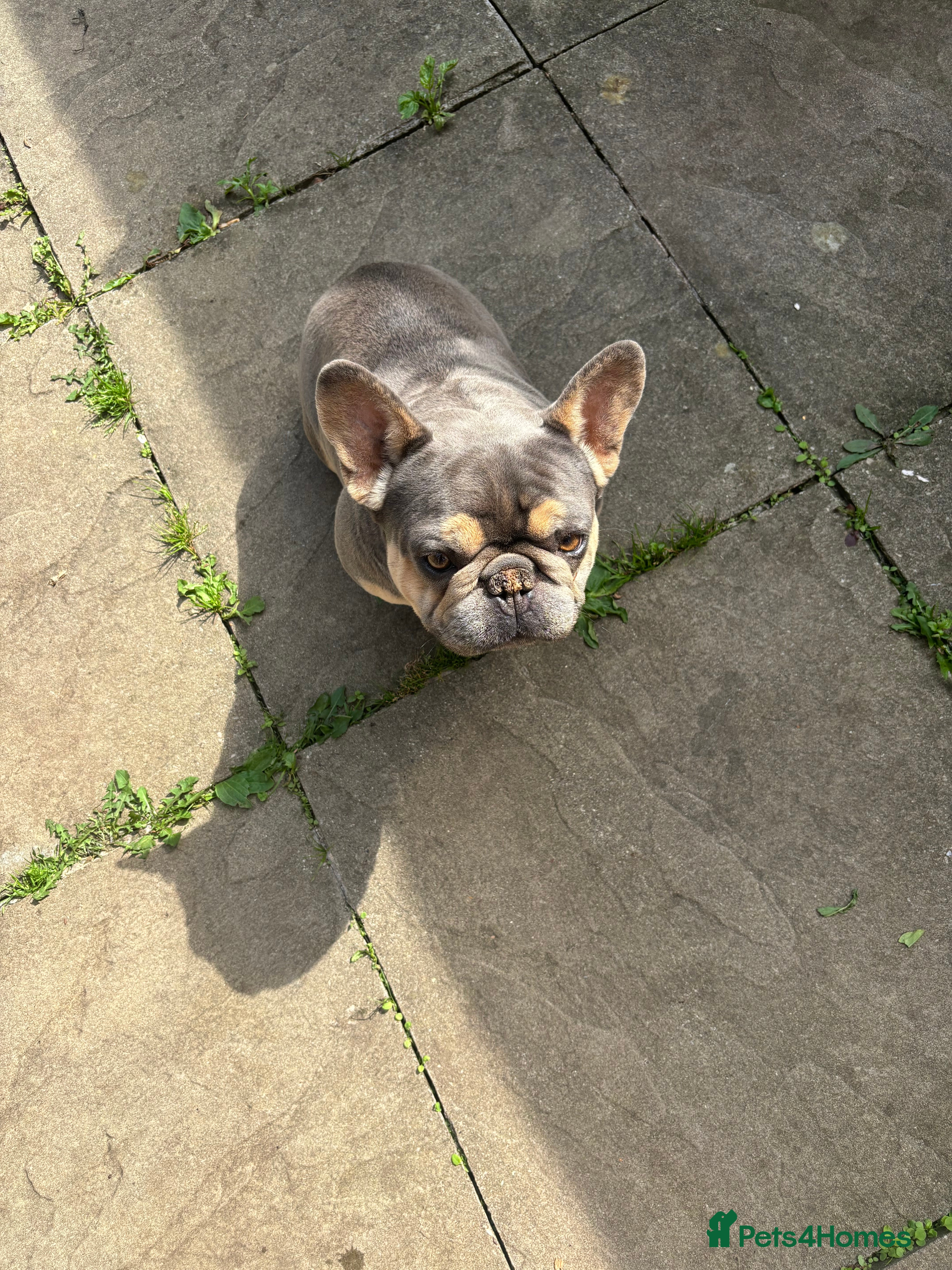 French Bulldog dogs KC REGISTERED FRENCH BULLDOGS - Advert 6