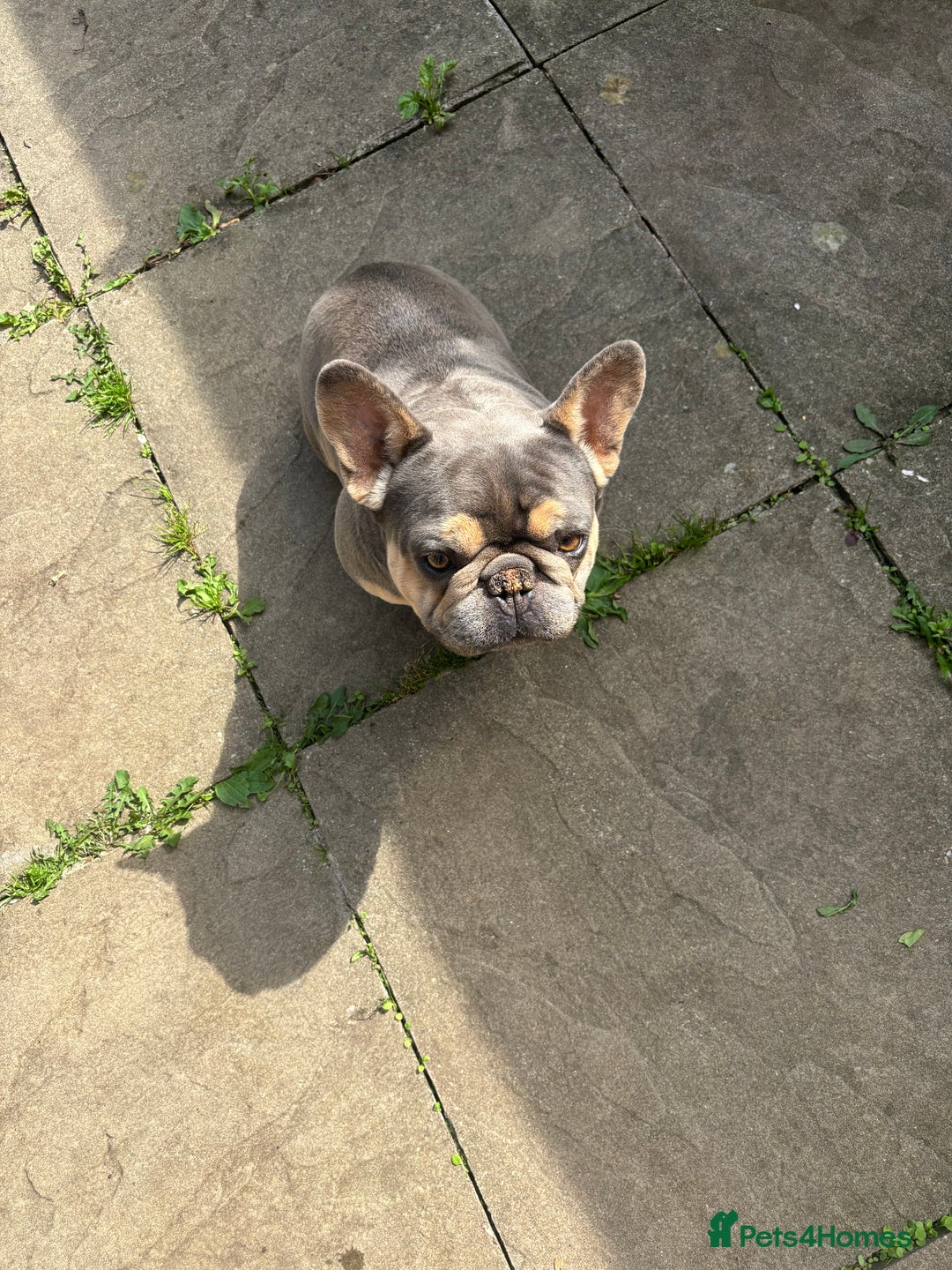 French Bulldog dogs for sale: KC REGISTERED FRENCH BULLDOGS - Advert 1