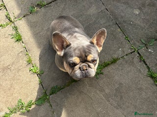 French Bulldog dogs - Advert 5