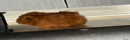 Guinea Pig rodents for sale: Two girls for sale bonded  in Houghton le Spring - Advert 2