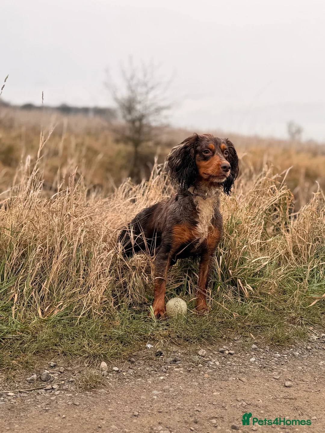 Cocker Spaniel dogs for sale: Working Cocker spaniels  in Darlington - Advert 4