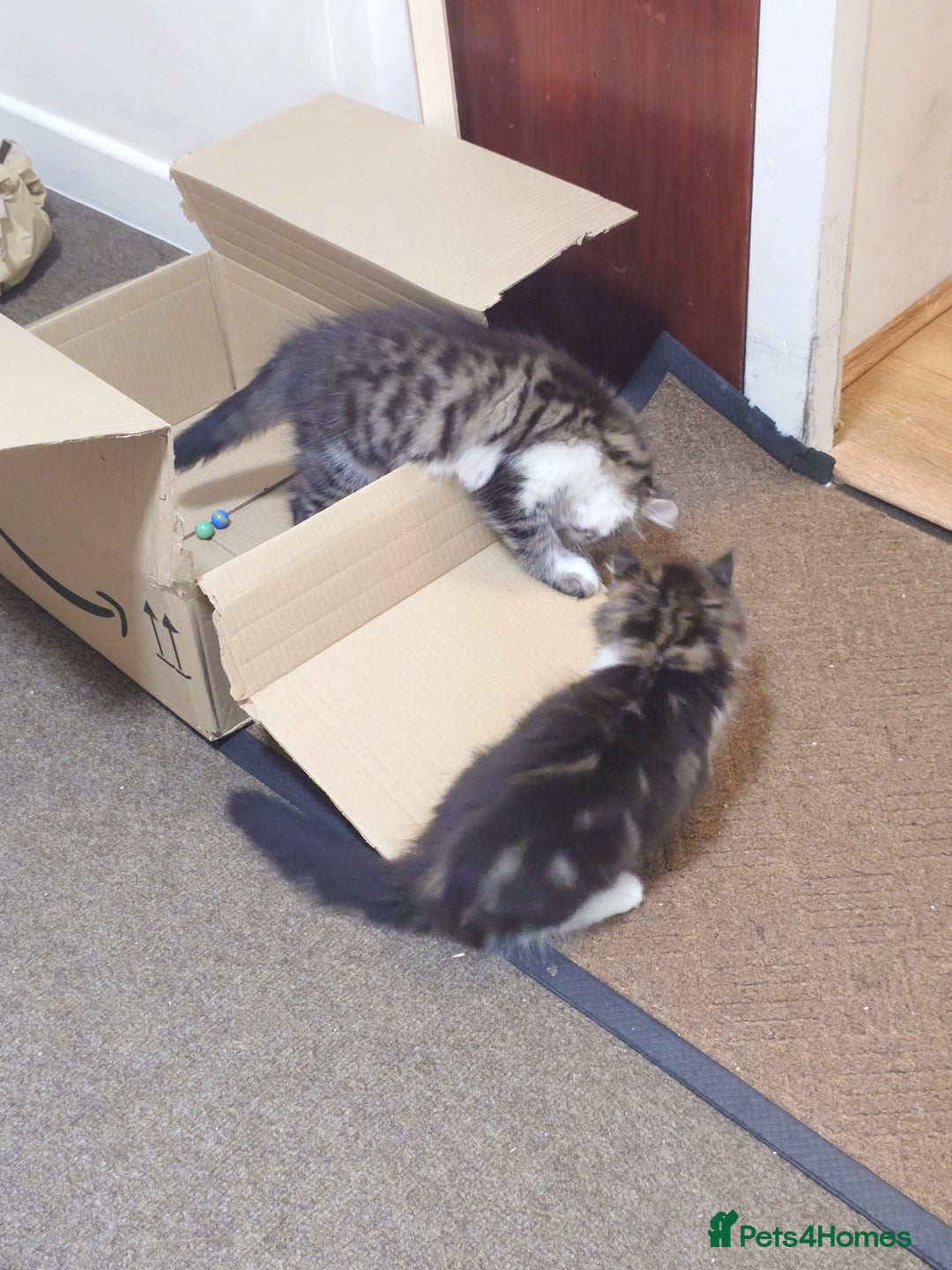 Persian cats for sale: Persian kittens: 2 girls and 1 boy (£230 each) - Image 7