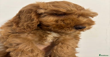 Cockapoo dogs - Advert 6