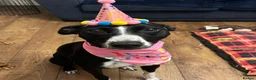 Lurcher dogs for sale: Maggie lurcher - Advert 6