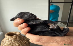 Cocker Spaniel dogs for sale: Exceptional pedigree KC champion show Cockers.  - Image 18