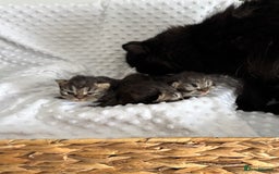 Mixed Breed cats for sale: Beautiful Persian Chinchilla cross kittens  - Image 1