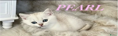 PEARL is a beautiful British Shorthair kitten 