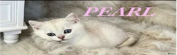 British Longhair cats for sale: ⭐️ BEAUTIFUL BLH & BSH FEMALE KITTENS   ⭐️ - Advert 24