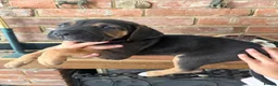 Cane Corso dogs for sale: BEAUTIFUL CANE CORSO puppies. PROTECTION+FAMILY - Advert 13