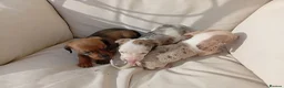 Dachshund dogs for sale: Dachshund puppies in Kettering - Advert 7