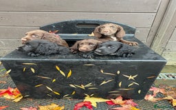 Cocker Spaniel dogs for sale: Ready Now - Wonderful Cocker Spaniels - Advert 5