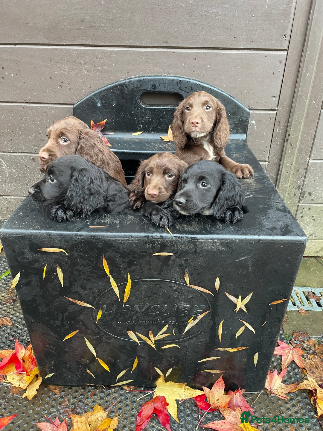 Cocker Spaniel dogs for sale: Ready Now - Wonderful Cocker Spaniels - Advert 5