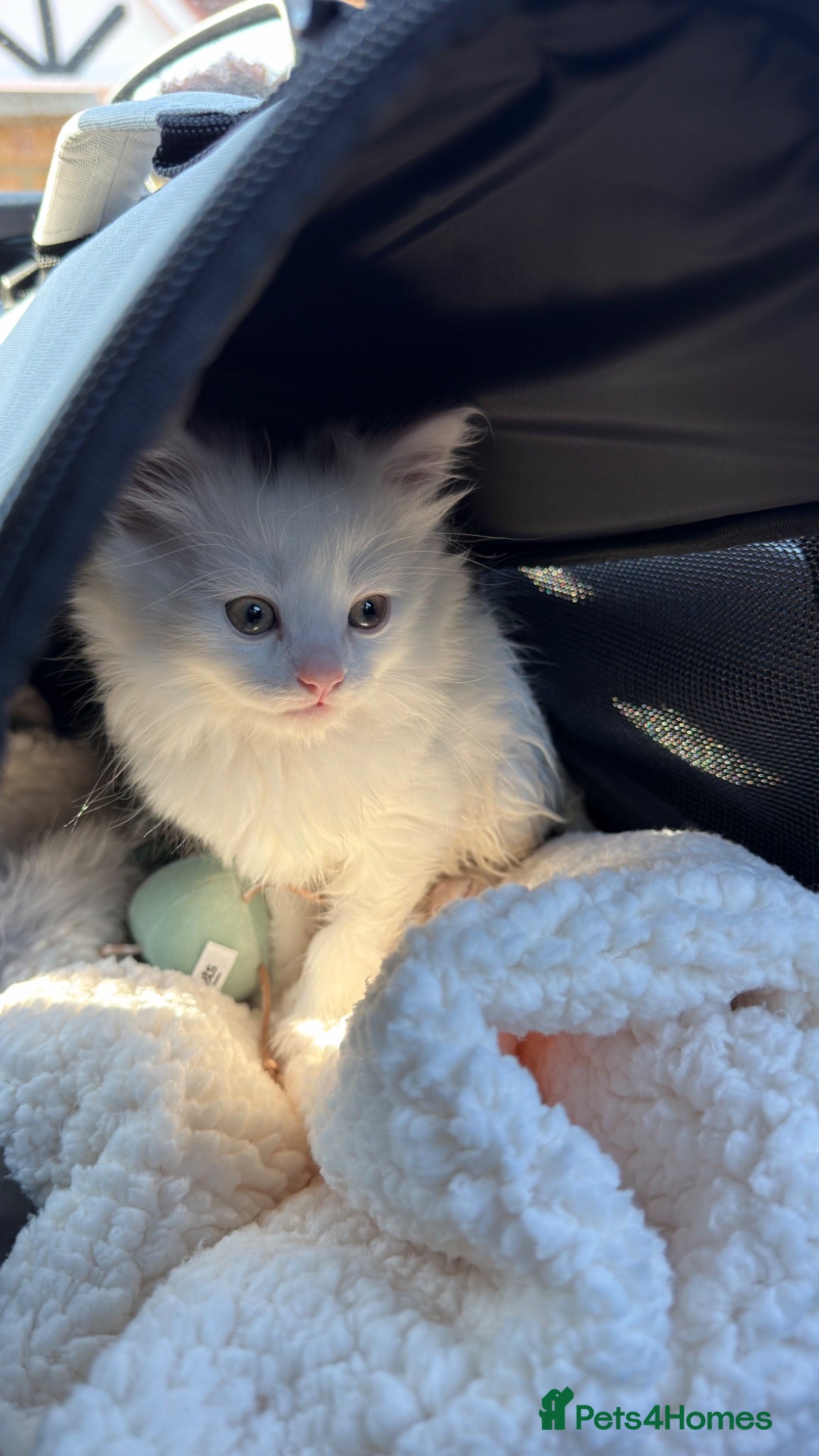 Mixed Breed cats 10 Week Turkish Angora × British Shorthair Kitten - Advert 1