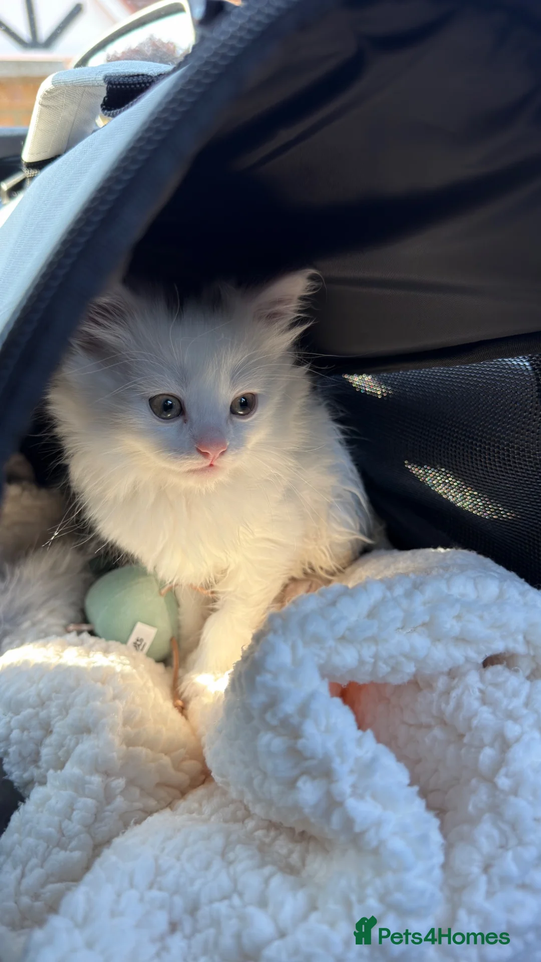 Mixed Breed cats for sale: 10 Week Turkish Angora × British Shorthair Kitten in London - Advert 1