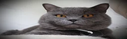 British Shorthair cats for sale: GCCF British short hair boy  - Advert 12