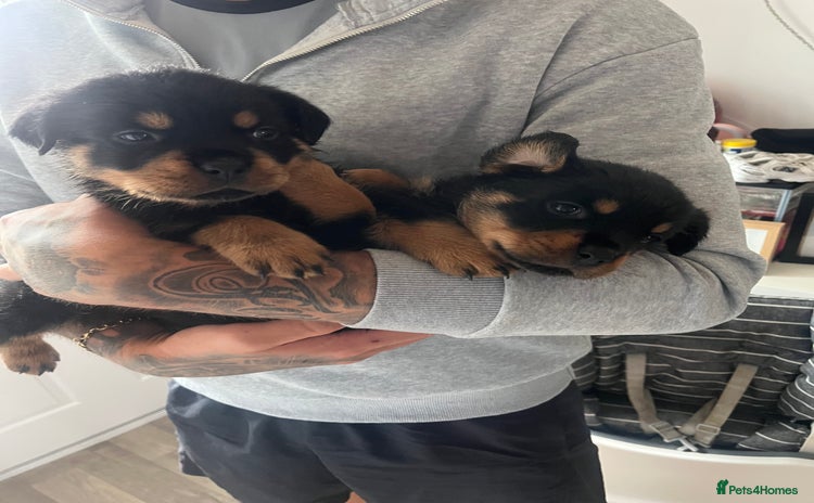 Rottweiler dogs - Advert 4
