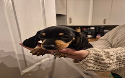 Miniature Dachshund dogs for sale: miniature daschund from £1200 - £1000 - Image 17