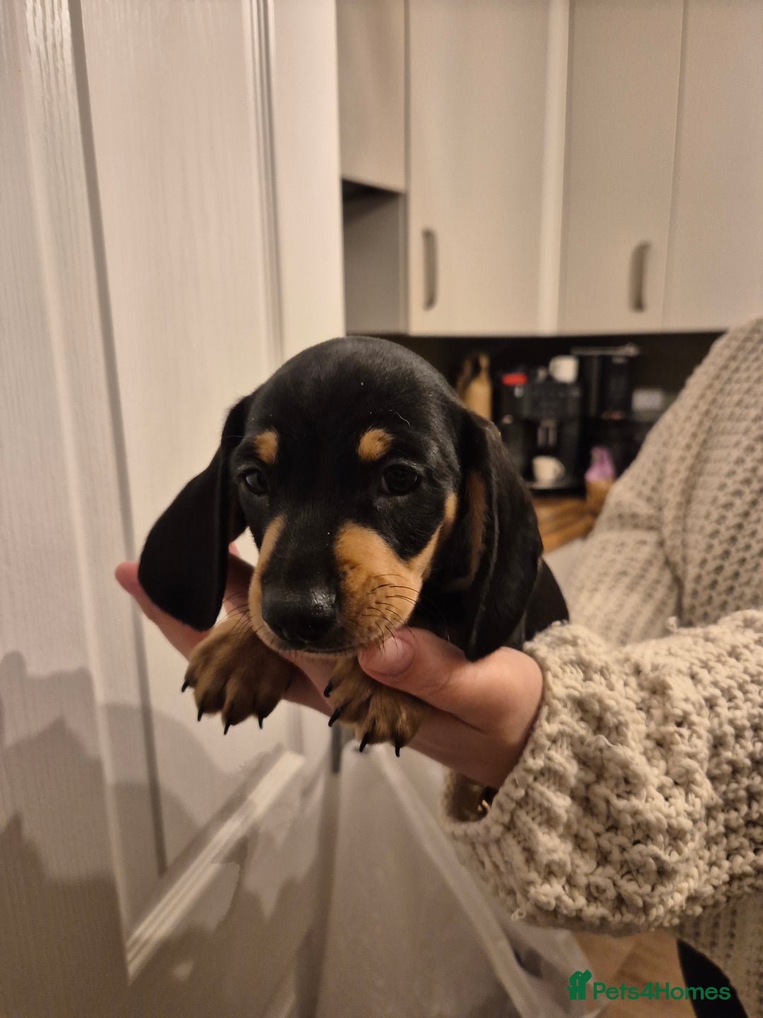 Miniature Dachshund dogs for sale: miniature daschund from £1200 - £1000 - Image 17