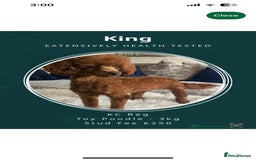 Maltipoo dogs for sale: Stunning Red Maltipoo Boys 🐶  - Image 7