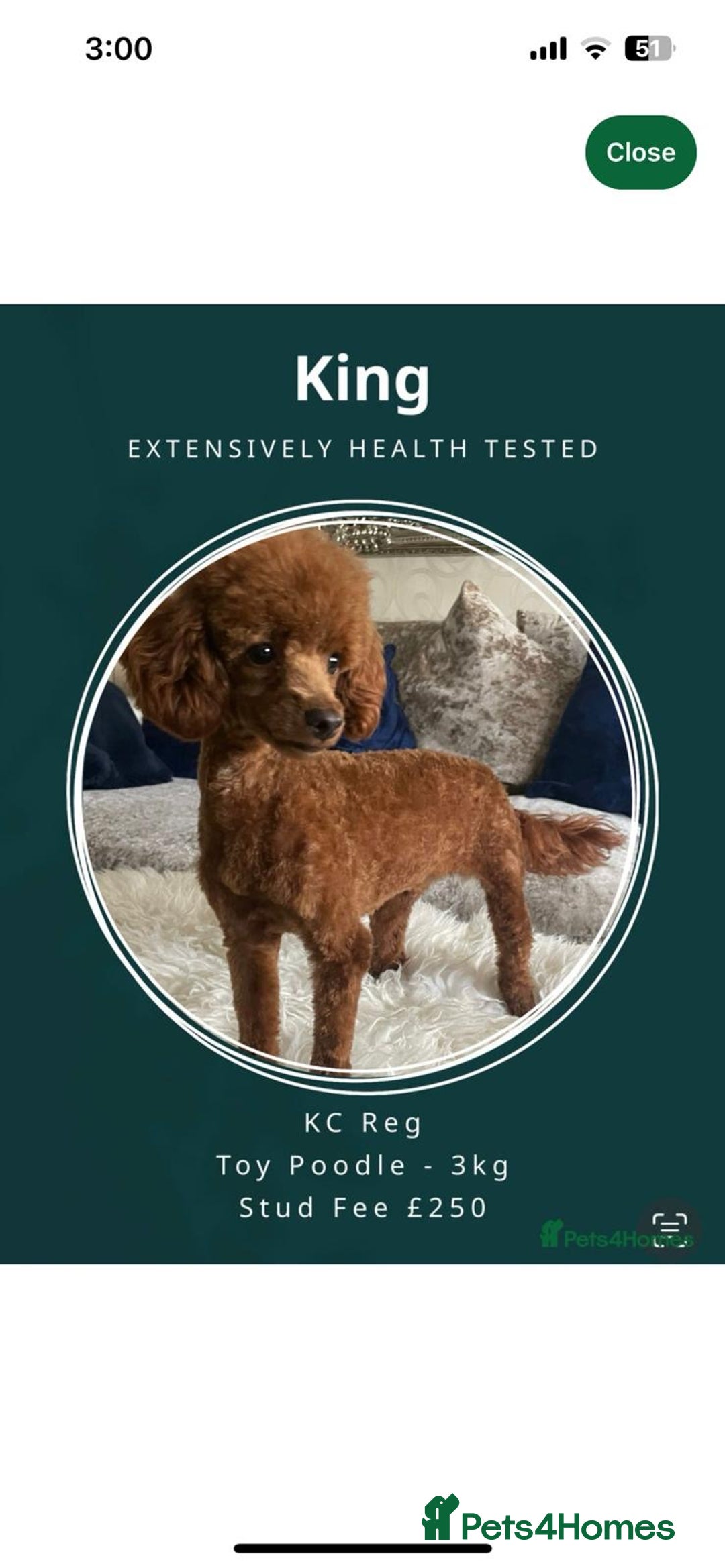 Maltipoo dogs for sale: Stunning Red Maltipoo Boys 🐶  - Image 7