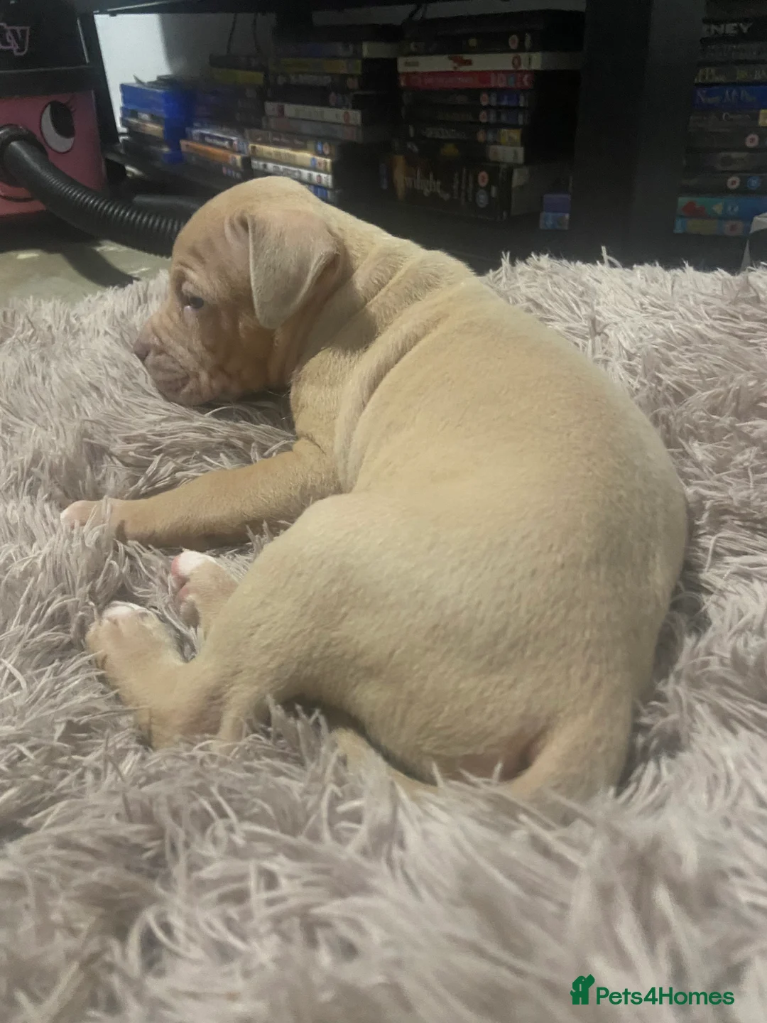 Staffordshire Bull Terrier dogs for sale: Blue merla - Advert 9