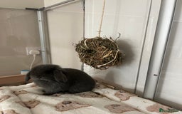 Mini Lop rabbits for sale: Beautiful grey mini lop baby boy  - Image 4