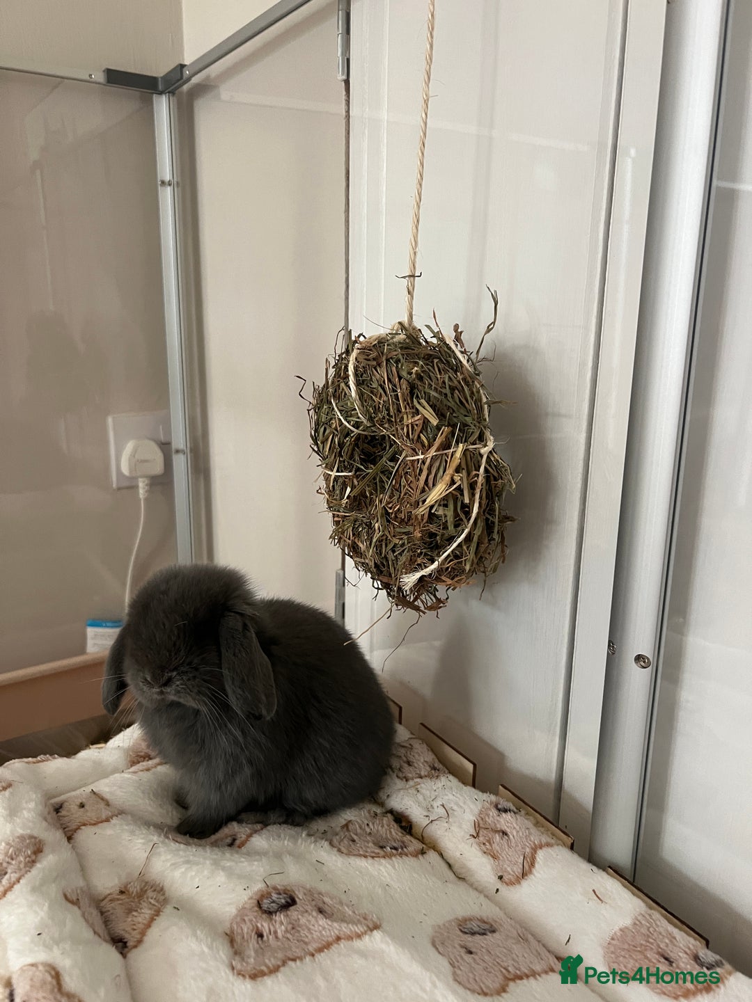 Mini Lop rabbits for sale: Beautiful grey mini lop baby boy  - Image 4