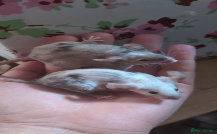 Mouse rodents in Milton Keynes - Advert 15