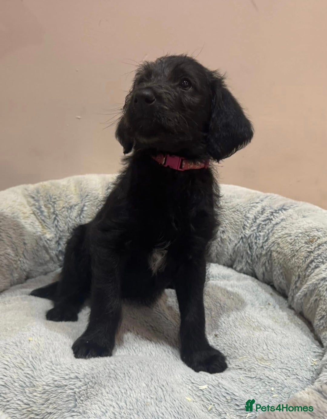 Labradoodle dogs for sale: Labradoodles fully vaccinated & microchipped  - Advert 9