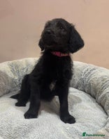 Labradoodle dogs Labradoodles - Advert 1