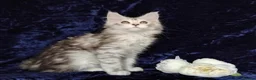 Maine Coon cats for sale: Pure Maine Coons Kittens For Sale - Advert 4