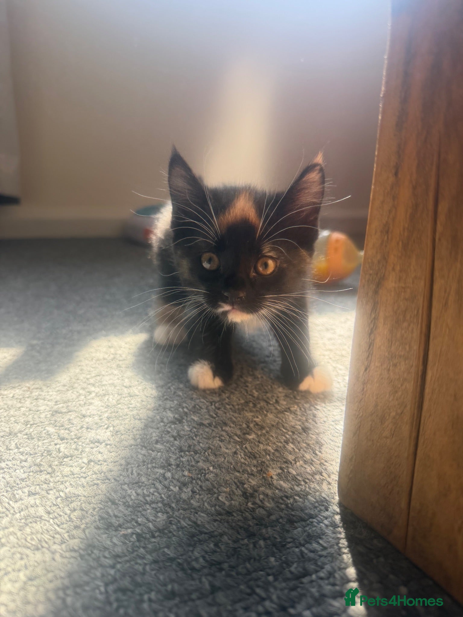 British Longhair cats Mixed Maincoon x long hairs kittens - Advert 1