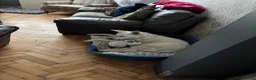 Mixed Breed dogs for sale: Low content wolf dog cross swiss shepherd pups  in Enfield - Advert 2