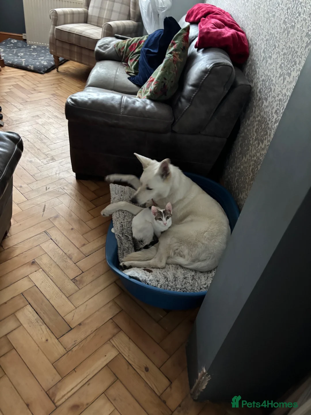 Mixed Breed dogs for sale: Low content wolf dog cross swiss shepherd pups  in Enfield - Advert 2