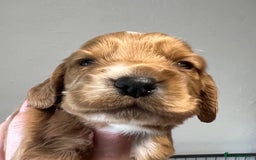 Cocker Spaniel dogs for sale: KC COCKER PUPS TRI BLACK TAN WHITE RED HEALTH TEST - Image 14