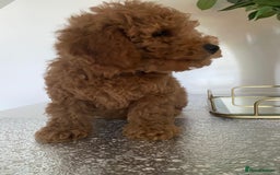 Toy Poodle dogs for sale: Stunning toy poodles  - Advert 22