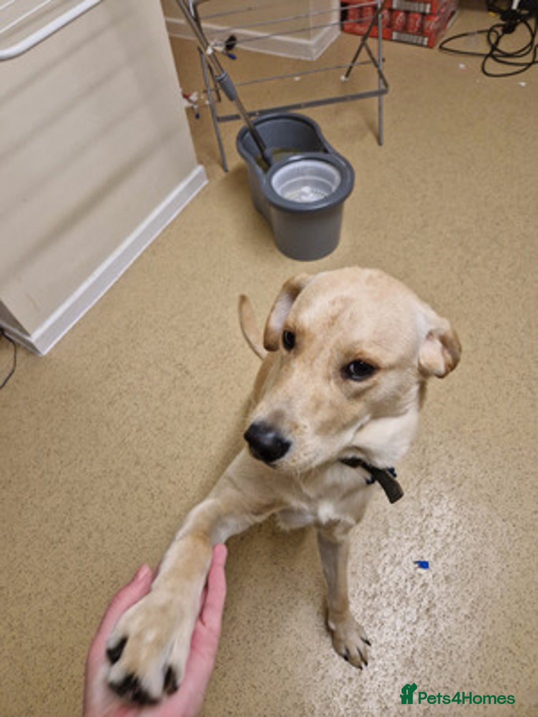 Labrador Retriever dogs for sale: Friendly male Labrador retriever - Advert 2