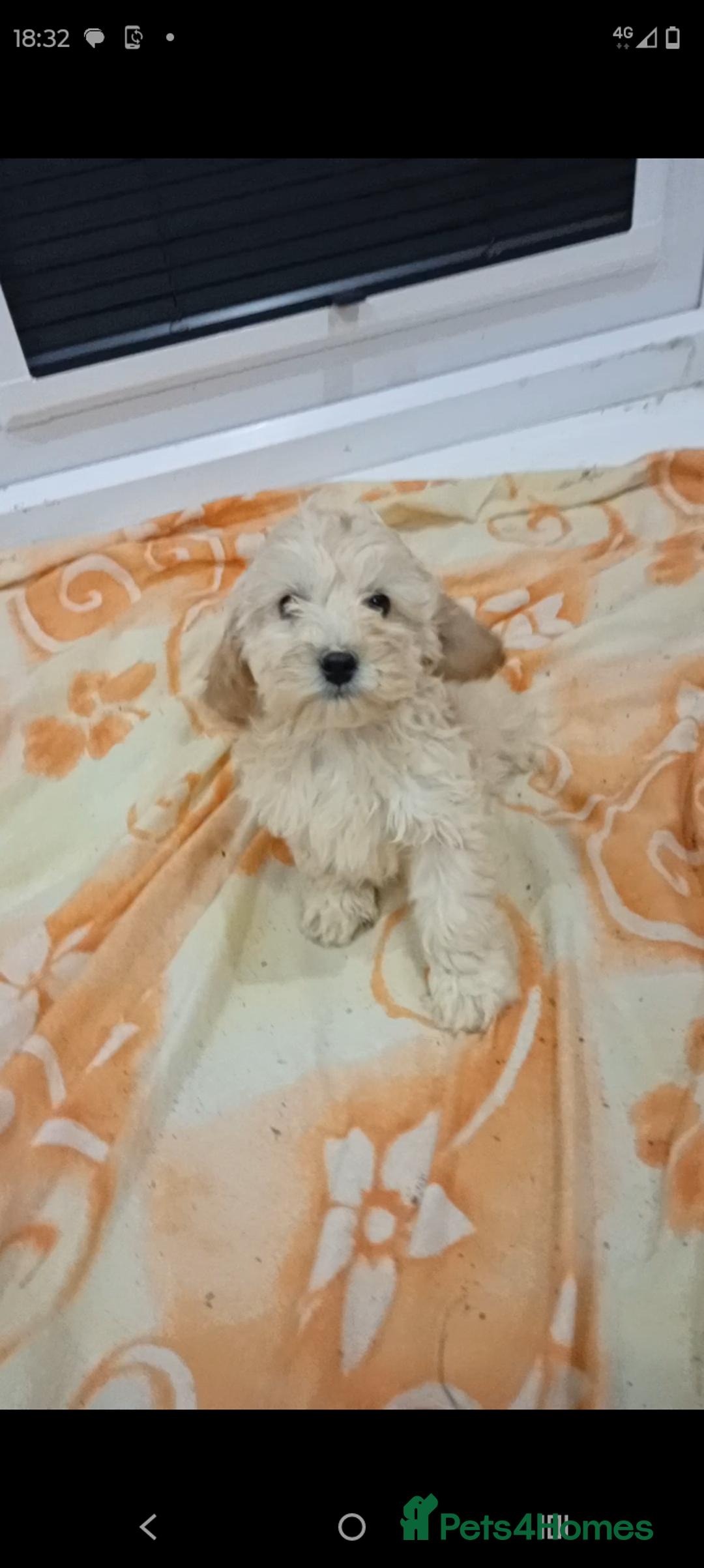 Cockapoo dogs for sale: Cockapoo puppies 😍 - Advert 4