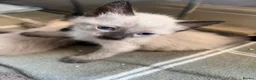 Russian Blue cats for sale: Russian blue mixed breed kittens  - Advert 13