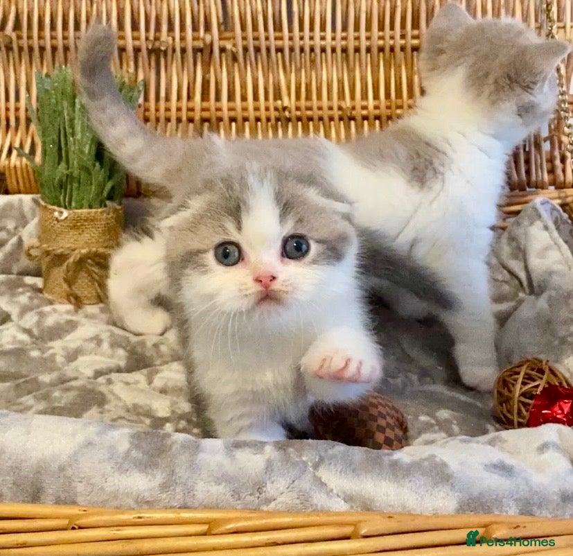 Scottish Fold cats 🧸😻CHAMPION LINE TICA ACTIVE SCOTTISH/BSH😻🧸 - Advert 4